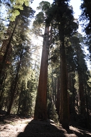 Sequoia NP